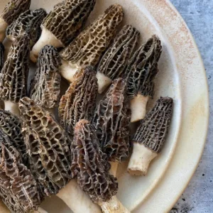 Morels (Gucchi) – Exotic Wild Mushrooms | Green Cashmir